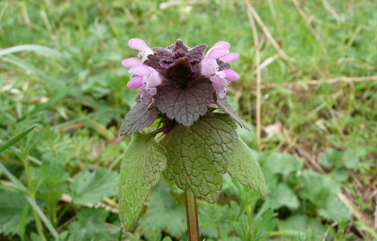 Red Dead-nettle