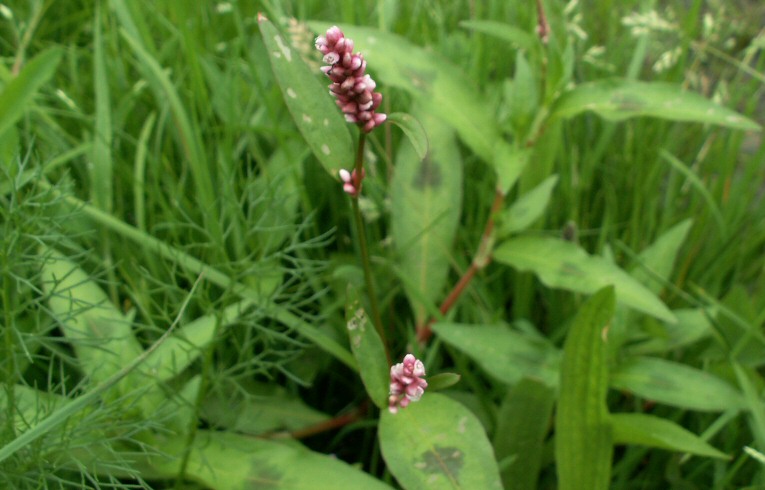 Persicaria maculosa