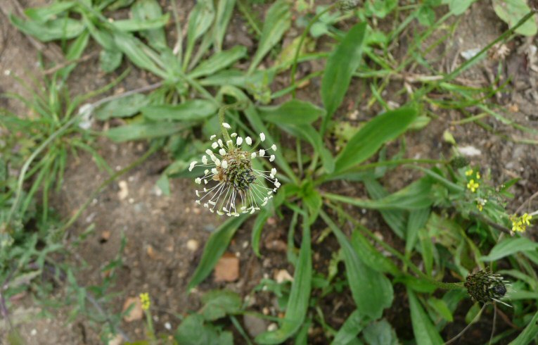 Ribwort Plantain