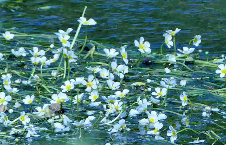 River Water Crowfoot