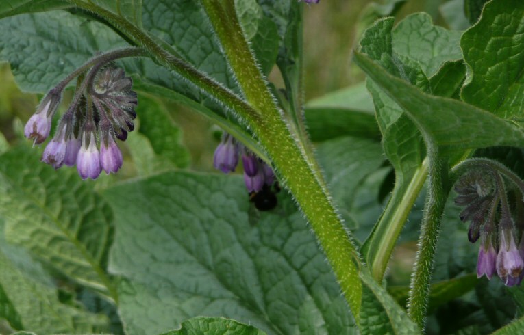 Russian Comfrey