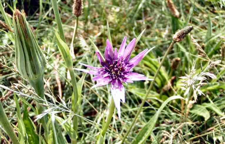 Tragopogon porrifolius