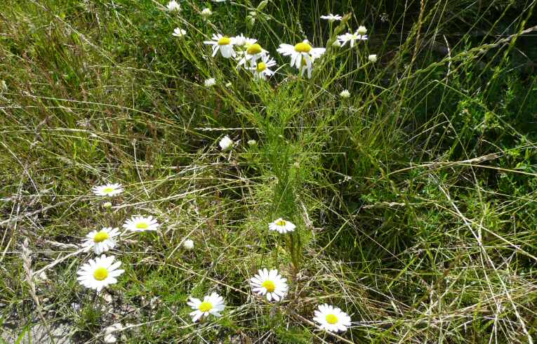 Scented Mayweed