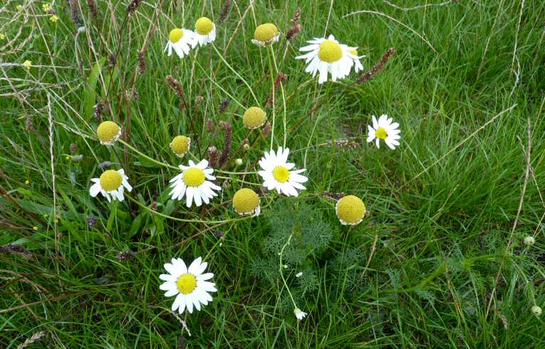 Scentless Mayweed
