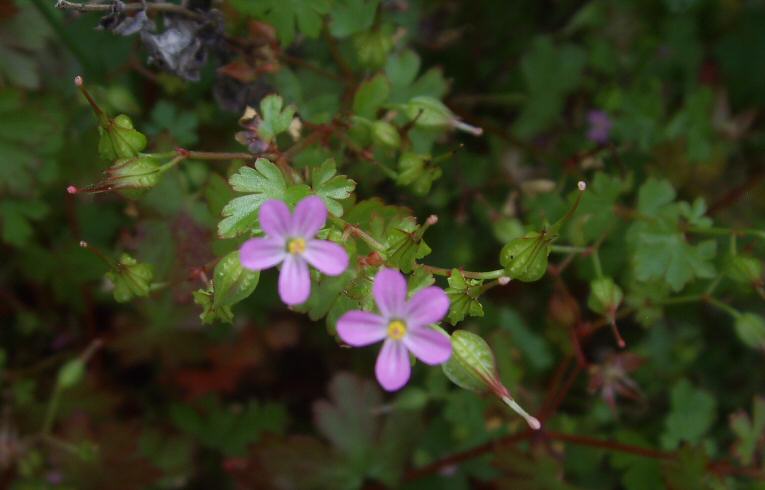 Geranium lucidum