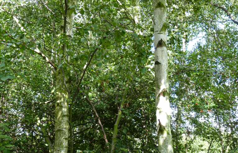 Silver Birch