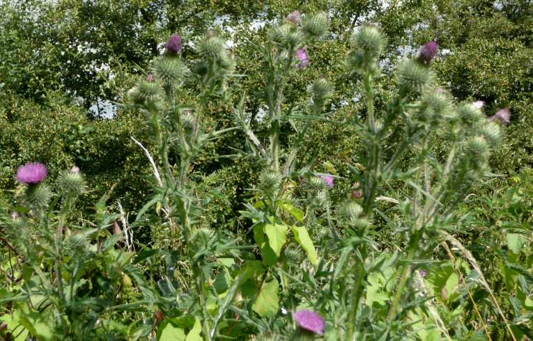 Spear Thistle
