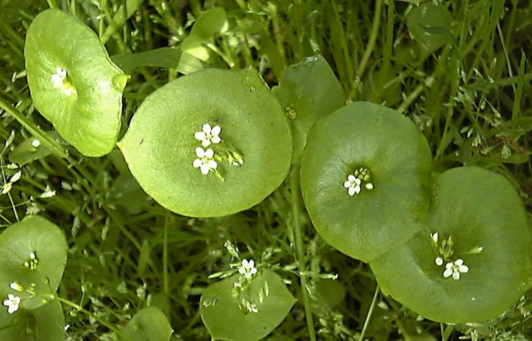 Montia perfoliata
