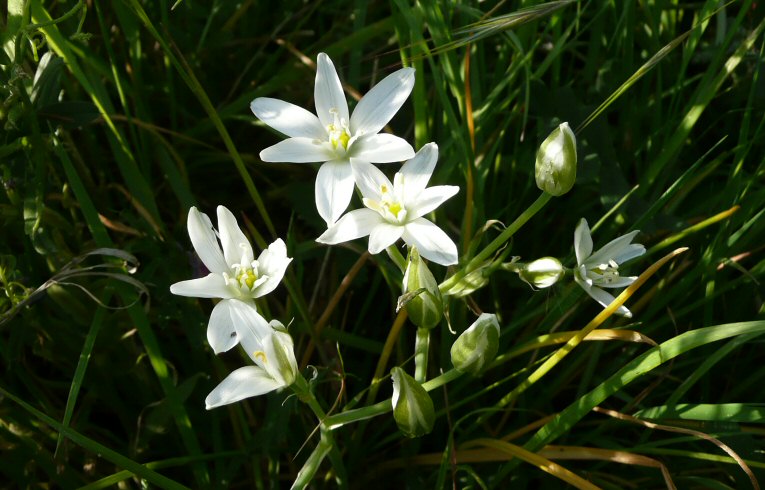 Star-of-Bethlehem