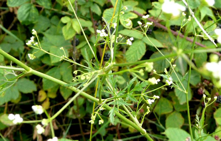 Stone Parsley