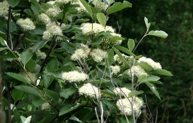 Swedish Whitebeam