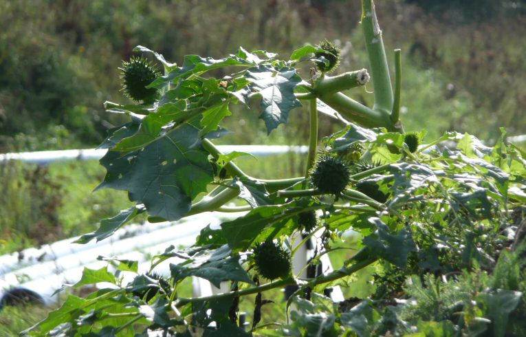 Datura stramonium