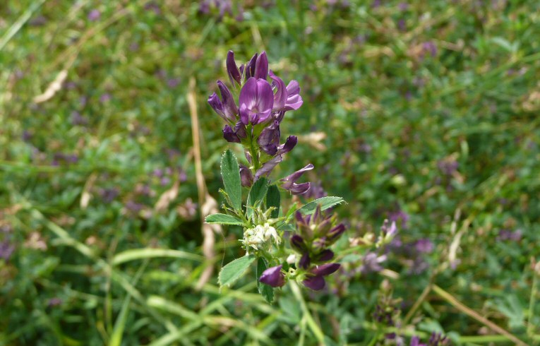 Tufted Vetch
