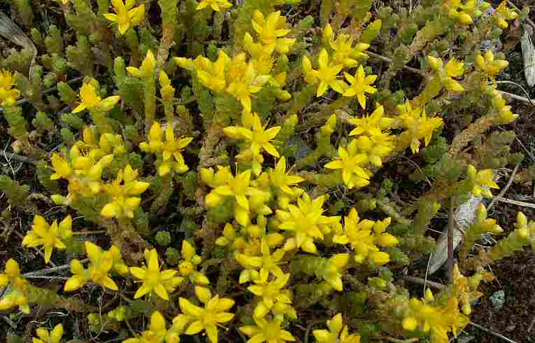 Sedum acre