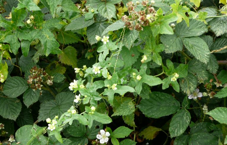 White Bryony