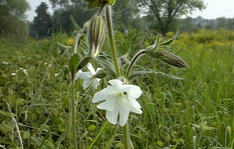 Silene alba