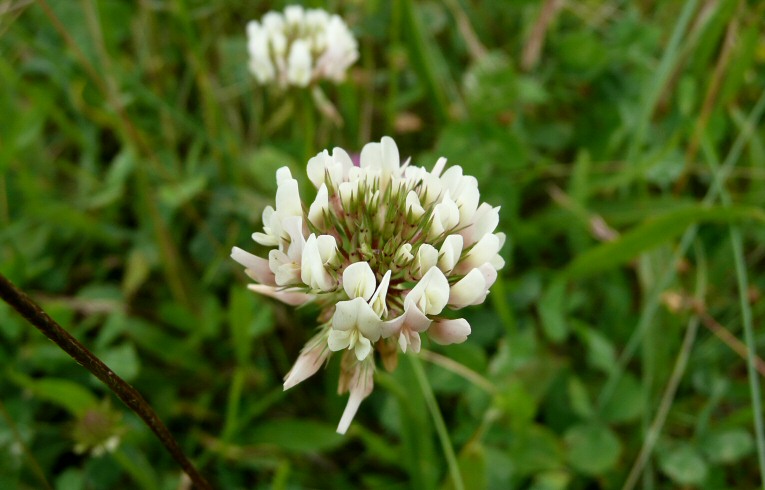 White Clover