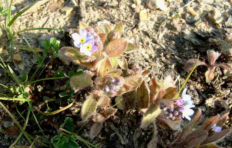 Myosotis sylvatica