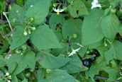 Black Nightshade