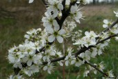 Blackthorn