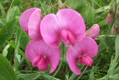 Broad-leaved Pea