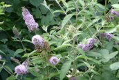 Buddleja