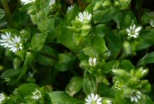 Common Chickweed