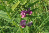 Common Vetch