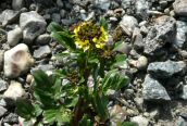 Common Wintercress