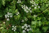 Cow Parsley