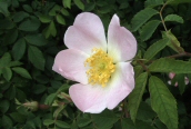Dog Rose