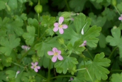 Dove's-foot Cranesbill