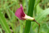Grass Vetchling
