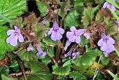 Ground Ivy