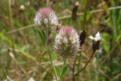 Hare's-foot Clover