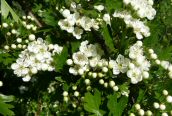Hawthorn