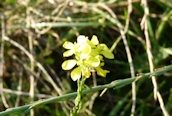 Hedge Mustard