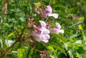 Himalayan Balsam