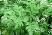 Hogweed
