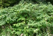 Japanese Knotweed