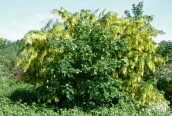 Laburnum