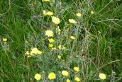 Leafy Hawkweed
