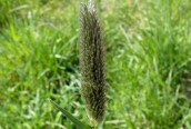 Meadow Foxtail