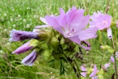 Musk Mallow