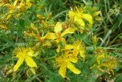 Imperforate St. John's Wort