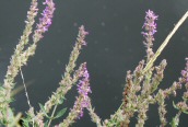 Purple Loosestrife