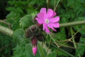 Red Campion