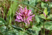 Red Clover