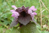Red Dead-nettle