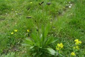 Ribwort Plantain